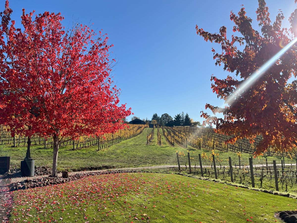 vineyards and autumn foliage in the Willamette Valley