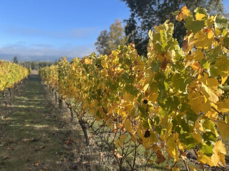 rows of yellow and green vines in Newberg, Oregon