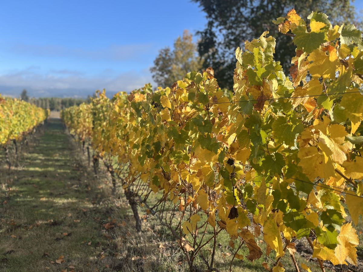 rows of yellow and green vines in Newberg, Oregon